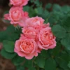 Reminiscent™ Coral Rose -Plant Series RosaReminiscentCoralDSC04183 800x800 1aecebf