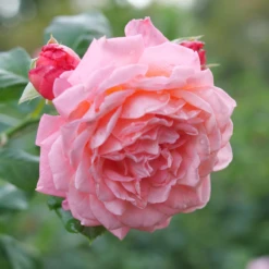 Reminiscent™ Coral Rose -Plant Series RosaReminiscentCoralP1105802 800x800 ee6c0f8