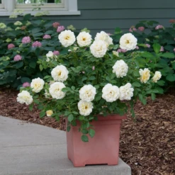 Reminiscent™ Crema Rose -Plant Series RosaReminiscentCremaP1072050 800x800 861f9b3