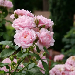 Reminiscent™ Pink Rose -Plant Series RosaReminiscentPinkP1071859 800x800 7063c0b