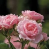 Reminiscent™ Pink Rose 2 Reminiscent™ Pink Rose -Plant Series RosaReminiscentPinkP1071862 800x800 ffeac07