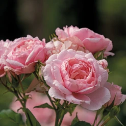 Reminiscent™ Pink Rose