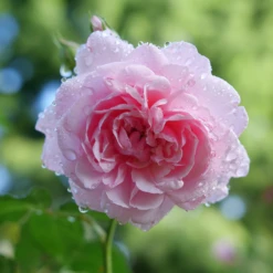 Reminiscent™ Pink Rose -Plant Series RosaReminiscentPinkP1094438 800x800 002b007