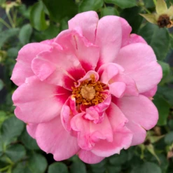 Ringo® Double Pink Rose -Plant Series RosaRingoDoublePinkIMG 1082 800x800 0433582