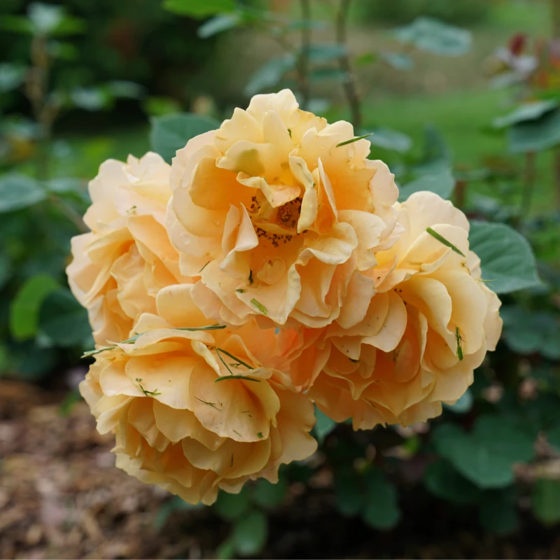 Rise Up Amberness™ Climbing Rose 5 Rise Up Amberness™ Climbing Rose - Image 3