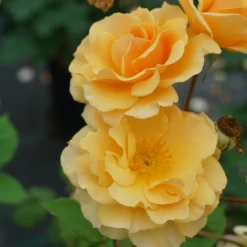 Rise Up Amberness™ Climbing Rose 7 Rise Up Amberness™ Climbing Rose -Plant Series RosaRiseUpAmbernessDSC09288 800x800 c4cd886