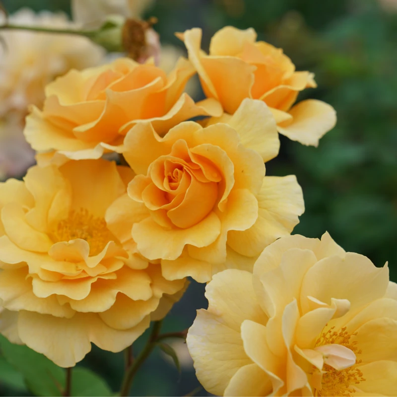 Rise Up Amberness™ Climbing Rose 3 Rise Up Amberness™ Climbing Rose