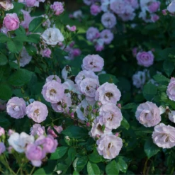 Rise Up Lilac Days™ Climbing Rose 9 Rise Up Lilac Days™ Climbing Rose -Plant Series RosaRiseUpLilacDaysDSC07015 800x800 ccb5c78