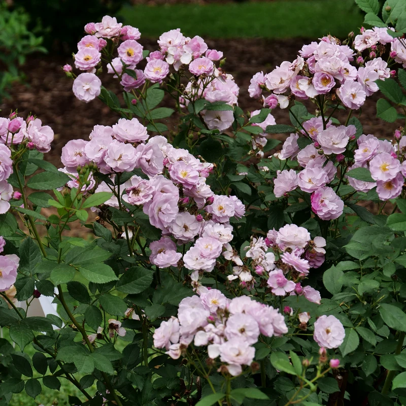 Rise Up Lilac Days™ Climbing Rose 4 Rise Up Lilac Days™ Climbing Rose - Image 2