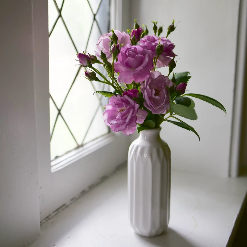 Rise Up Lilac Days™ Climbing Rose 6 Rise Up Lilac Days™ Climbing Rose - Image 4