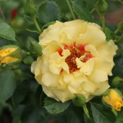 Rise Up™ Ringo® Climbing Rose -Plant Series RosaRiseUpRingoIMG 1573 800x800 ee828f9