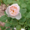 Flavorette Pear'd™ Rose 2 Flavorette Pear'd™ Rose -Plant Series Rosa Flavorette Peard P1225627