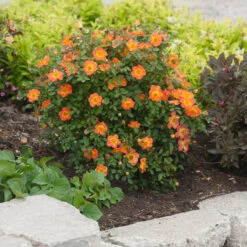 Oso Easy Paprika® Rose