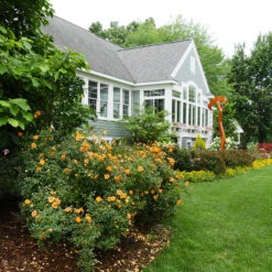 Oso Easy Paprika® Rose 10 Oso Easy Paprika® Rose -Plant Series Rose Oso Easy Paprika 4 P