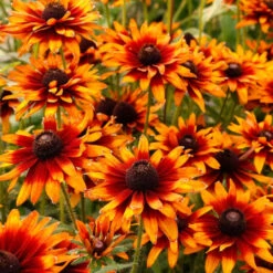 'Summer Sienna' Sweet Coneflower (Rudbeckia) 7 'Summer Sienna' Sweet Coneflower (Rudbeckia) -Plant Series Rudbeckia Summer Sienna 1