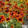 'Summer Sienna' Sweet Coneflower (Rudbeckia) -Plant Series Rudbeckia Summer Sienna 3
