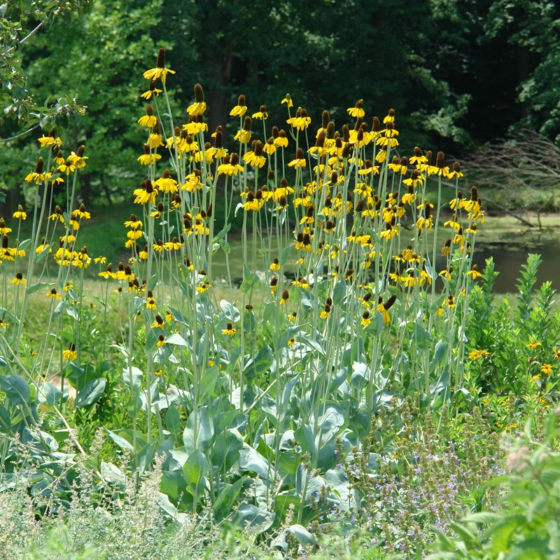 Giant Coneflower (Rudbeckia) 3 Giant Coneflower (Rudbeckia)