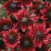 'Cherry Brandy' Rudbeckia 1 'Cherry Brandy' Rudbeckia -Plant Series RudbeckiahirtaCherryBrandy72cells