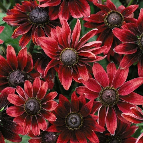 'Cherry Brandy' Rudbeckia 3 'Cherry Brandy' Rudbeckia