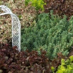 'Blue Spruce' Stonecrop -Plant Series SEDBS1Q 2 sw