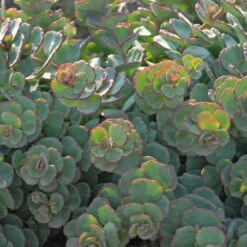 Succulent Ground Cover Collection -Plant Series SEDSI1Q 3