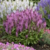 'Pink Profusion' Salvia -Plant Series Salvianemorosa PinkProfusion PP31435CPBRAF0002lowres