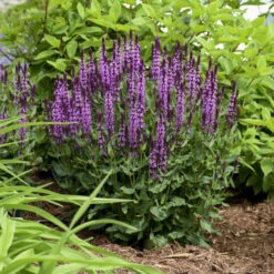 'Pink Profusion' Salvia -Plant Series Salvianemorosa PinkProfusion PP31435CPBRAF0003lowres