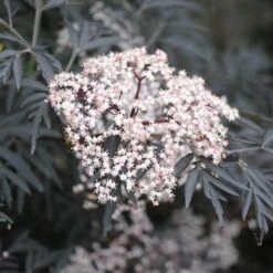 Black Lace® Elderberry 12 Black Lace® Elderberry -Plant Series Sambucus Black Lace 2 P 2c181c6b add6 4d91 a371 7092c4b2fa11 sw