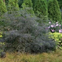 Black Lace® Elderberry 16 Black Lace® Elderberry -Plant Series Sambucus Black Lace 3 P d57d2790 77fc 4b00 8d64 337af5479821 sw