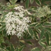 Instant Karma® Elderberry -Plant Series Sambucus Instant Karma 1 P