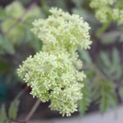Lemony Lace® Elderberry -Plant Series Sambucus Lemony Lace 3 P