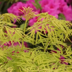 Lemony Lace® Elderberry -Plant Series Sambucus Lemony Lace 5 P