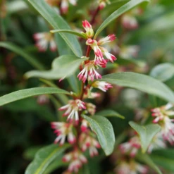 Sweet & Lo™ Sweet Box 10 Sweet & Lo™ Sweet Box -Plant Series SarcococcaSweetLoP1140771 1080x1080 5ed8c60