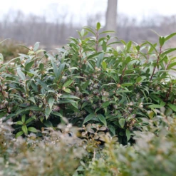 Sweet & Lo™ Sweet Box 11 Sweet & Lo™ Sweet Box -Plant Series SarcococcaSweetLoP1140831 1080x1080 9a3d0f4