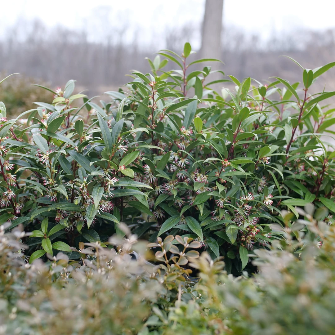 Sweet & Lo™ Sweet Box 6 Sweet & Lo™ Sweet Box - Image 4