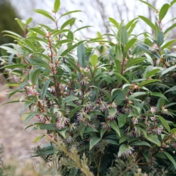 Sweet & Lo™ Sweet Box 12 Sweet & Lo™ Sweet Box -Plant Series SarcococcaSweetLoP1150870 1080x1080 9ba8878