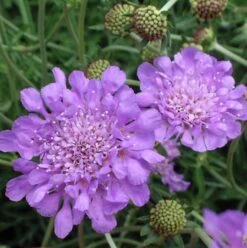 'Butterfly Blue' Pincushion Flower -Plant Series Scabiosa butterfly blue 2 sw