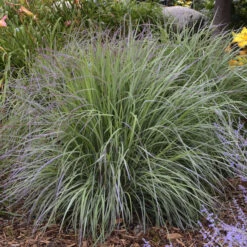 'Twilight Zone' Little Bluestem Grass -Plant Series Schizachyrium TwilightZone LittleBluestem