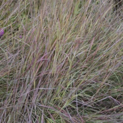 'Twilight Zone' Little Bluestem Grass -Plant Series Schizachyrium TwilightZone LittleBluestem 3