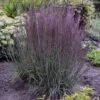 Prairie Winds® 'Blue Paradise' Bluestem Grass 1 Prairie Winds® 'Blue Paradise' Bluestem Grass -Plant Series Schizachyriumscoparium BlueParadise PP28145CPBR56500000highres sw