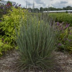 Prairie Winds® 'Blue Paradise' Bluestem Grass -Plant Series Schizachyriumscoparium BlueParadise PP28145CPBR56500002highres sw