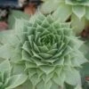 'Hopewell' Hens & Chicks 1 'Hopewell' Hens & Chicks -Plant Series Sempervivum Hopewell 1 sw