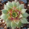 'Kalinda' Hens & Chicks -Plant Series Sempervivum Kalinda 1 P