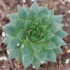 'Sunset' Hens & Chicks 2 'Sunset' Hens & Chicks -Plant Series Sempervivum Sunset 1 P