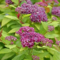 Double Play® Dolly™ Spirea 8 Double Play® Dolly™ Spirea -Plant Series SideviewofthefluffyflowersonDoublePl