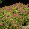 Double Play® Gold Spirea 2 Double Play® Gold Spirea -Plant Series Spiraea Double Play Gold 1 P sw