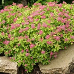 Double Play® Gold Spirea -Plant Series Spiraea Double Play Gold 2 P sw