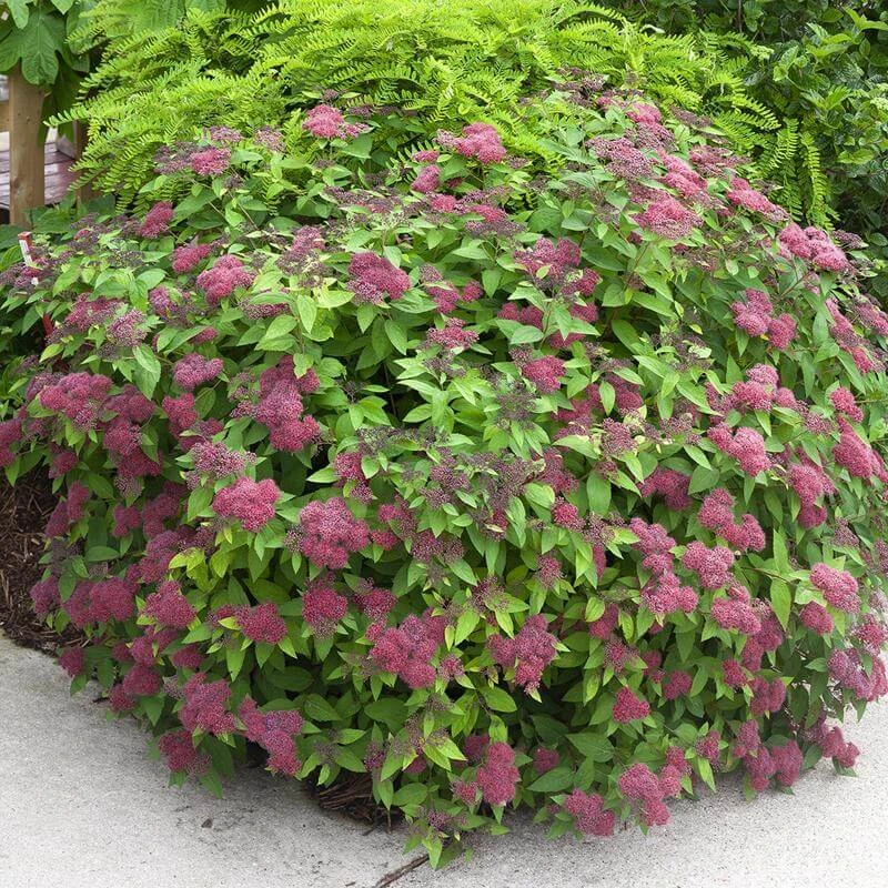 Double Play® Red Spirea 4 Double Play® Red Spirea - Image 2