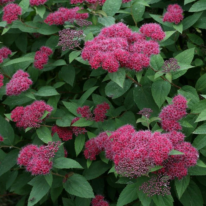 Double Play® Red Spirea 5 Double Play® Red Spirea - Image 3