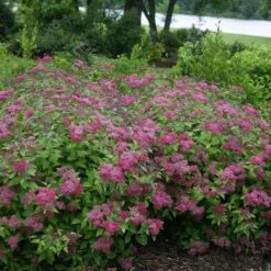 Double Play® Red Spirea 12 Double Play® Red Spirea -Plant Series Spiraea Double Play Red 4 P sw
